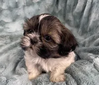 Connor, a male Shih Tzu for sale in Gallatin, MO – Photo 5 of 6