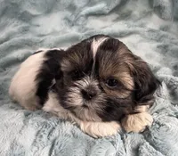 Connor, a male Shih Tzu for sale in Gallatin, MO – Photo 4 of 6