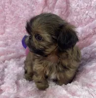 Bubbles/ imperial, a female Shih Tzu for sale in Gallatin, MO – 8 of 10
