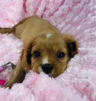 Glitter , a female Cavalier King Charles Spaniel for sale in Gallatin, MO – 7 of 10