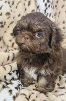 Jax, a male Shih Tzu for sale in Gallatin, MO – 4 of 9