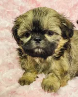 Faith, a female Shih Tzu for sale in Gallatin, MO – 8 of 9