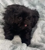 Jet / solid black, a male Shih Tzu for sale in Gallatin, MO – 4 of 10