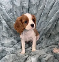 Remi, a male Cavalier King Charles Spaniel for sale in Gallatin, MO – Photo 8 of 10