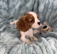 Remi, a male Cavalier King Charles Spaniel for sale in Gallatin, MO – Photo 5 of 10