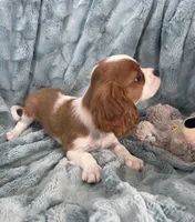 Remi, a male Cavalier King Charles Spaniel for sale in Gallatin, MO – Photo 9 of 10