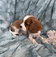 Remi, a male Cavalier King Charles Spaniel for sale in Gallatin, MO – Photo 7 of 10