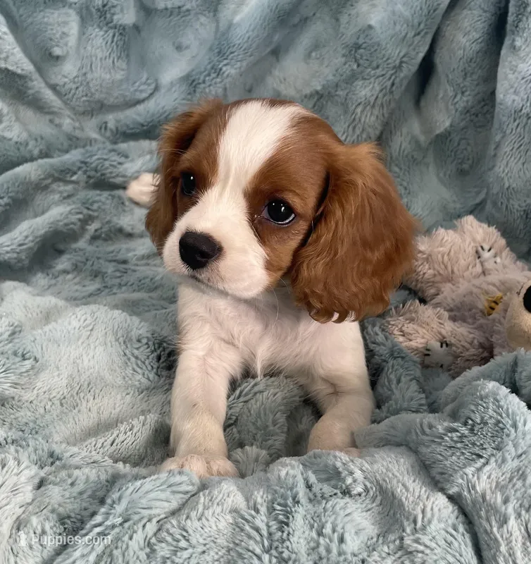 Remi – Cavalier King Charles Spaniel puppy for sale in Gallatin, MO