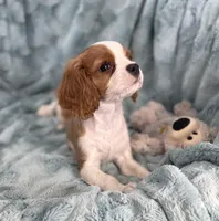 Remi, a male Cavalier King Charles Spaniel for sale in Gallatin, MO – Photo 4 of 10