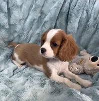 Remi, a male Cavalier King Charles Spaniel for sale in Gallatin, MO – Photo 6 of 10