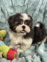 Tux , a male Shih Tzu for sale in Gallatin, MO – 7 of 9