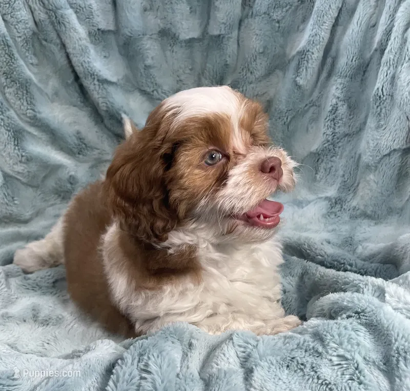 Copper – Shih Tzu, Poodle - Toy  puppy for sale in Gallatin, MO