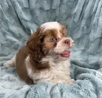 Copper, a male Shih Tzu and Poodle - Toy  for sale in Gallatin, MO – 1 of 10