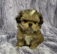 Flower🌸, a female Shih Tzu for sale in Gallatin, MO – 8 of 10