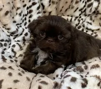 Charm, a female Shih Tzu for sale in Gallatin, MO – 5 of 10