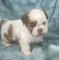 Rocky, a male Shih Tzu for sale in Gallatin, MO – 2 of 10