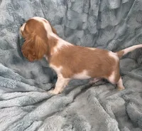 Ruger, a male Cavalier King Charles Spaniel for sale in Gallatin, MO – Photo 2 of 4