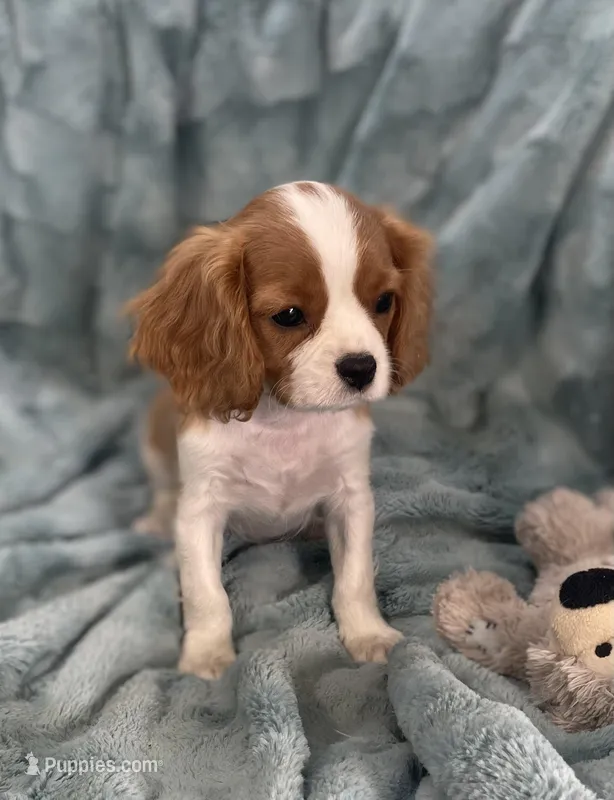 Ruger – Cavalier King Charles Spaniel puppy for sale in Gallatin, MO