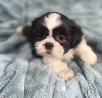 Tux , a male Shih Tzu for sale in Gallatin, MO – 3 of 9