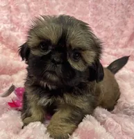 Rosie, a female Shih Tzu for sale in Gallatin, MO – 7 of 7
