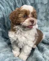Copper, a male Shih Tzu and Poodle - Toy  for sale in Gallatin, MO – 9 of 10