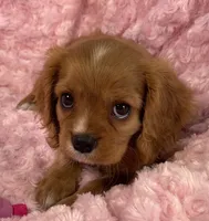 Glitter , a female Cavalier King Charles Spaniel for sale in Gallatin, MO – 10 of 10