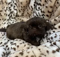 Charm, a female Shih Tzu for sale in Gallatin, MO – 10 of 10