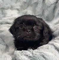 Jet / solid black, a male Shih Tzu for sale in Gallatin, MO – 8 of 10