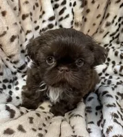 Charm, a female Shih Tzu for sale in Gallatin, MO – 7 of 10