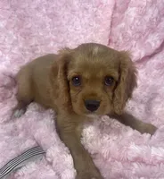 Glitter , a female Cavalier King Charles Spaniel for sale in Gallatin, MO – 3 of 10