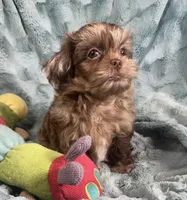 Ace , a male Shih Tzu for sale in Gallatin, MO – 6 of 10