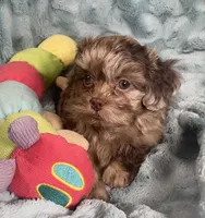 Ace , a male Shih Tzu for sale in Gallatin, MO – 3 of 10
