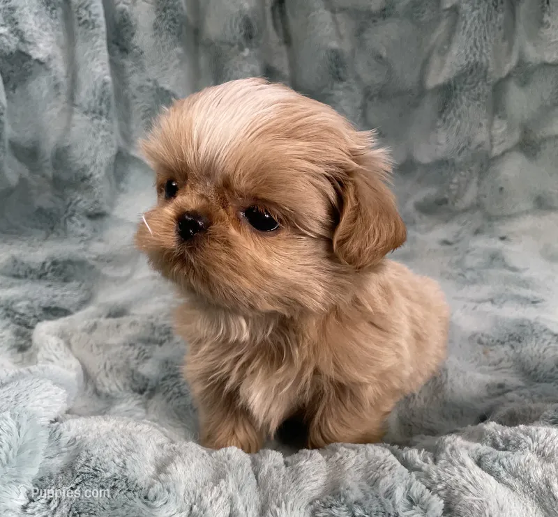 Willy – Shih Tzu puppy for sale in Gallatin, MO