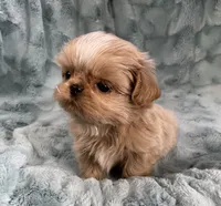 Willy, a male Shih Tzu for sale in Gallatin, MO – 1 of 10
