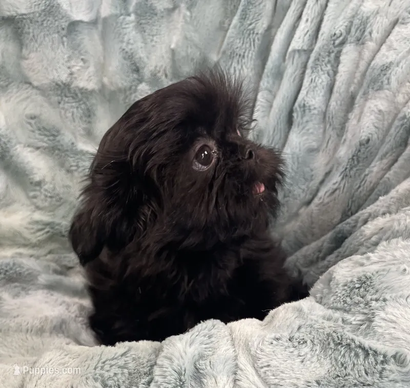 Jet / solid black – Shih Tzu puppy for sale in Gallatin, MO