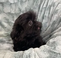 Jet / solid black, a male Shih Tzu for sale in Gallatin, MO – 1 of 10