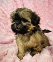 Faith, a female Shih Tzu for sale in Gallatin, MO – 9 of 9