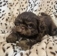 Jax, a male Shih Tzu for sale in Gallatin, MO – 6 of 9