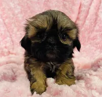 Rosie, a female Shih Tzu for sale in Gallatin, MO – 4 of 7