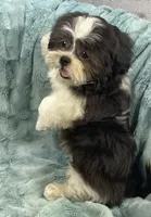 Tux , a male Shih Tzu for sale in Gallatin, MO – 6 of 9