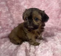 Bubbles/ imperial, a female Shih Tzu for sale in Gallatin, MO – 7 of 10