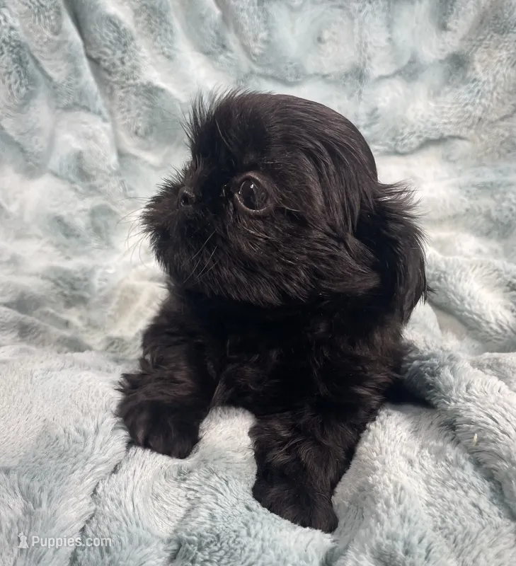 Jet / solid black – Shih Tzu puppy for sale in Gallatin, MO
