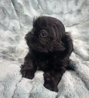 Jet / solid black, a male Shih Tzu for sale in Gallatin, MO – 1 of 10