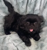 Jet / solid black, a male Shih Tzu for sale in Gallatin, MO – 2 of 10