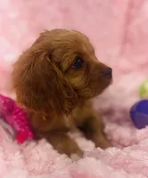 Sparkle , a female Cavalier King Charles Spaniel for sale in Gallatin, MO – 2 of 8