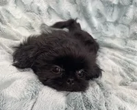 Jet / solid black, a male Shih Tzu for sale in Gallatin, MO – 7 of 10