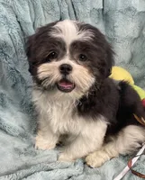 Tux , a male Shih Tzu for sale in Gallatin, MO – 4 of 9