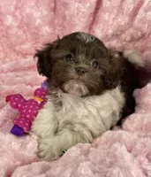 Misty, a female Shih Tzu and Poodle - Toy  for sale in Gallatin, MO – 3 of 10