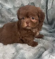 Chip, a male Shih Tzu for sale in Gallatin, MO – 8 of 10