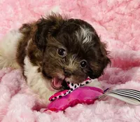 Misty, a female Shih Tzu and Poodle - Toy  for sale in Gallatin, MO – 5 of 10